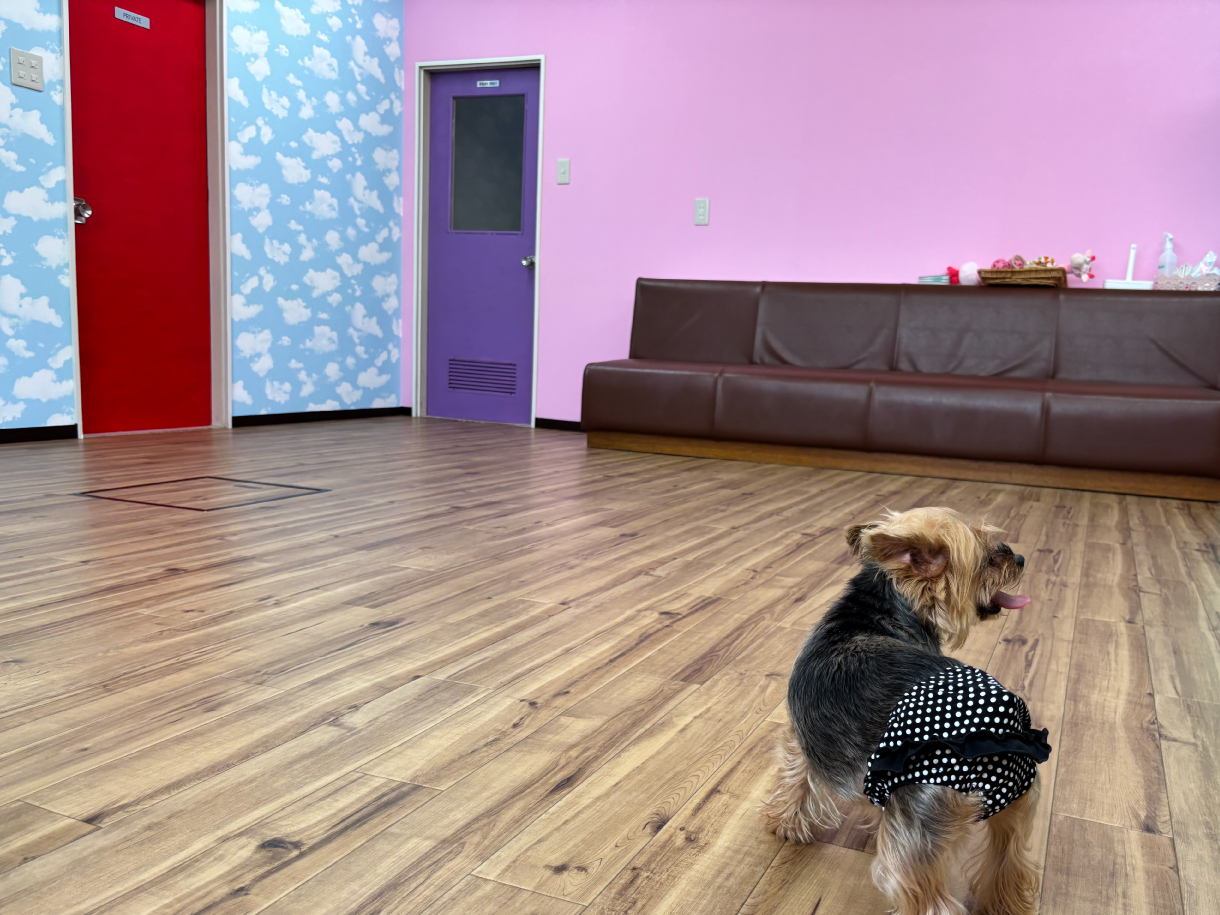 室内ドッグランぴおな